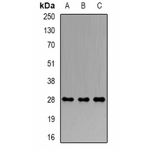 PRDX4 Rabbit Polyclonal Antibody