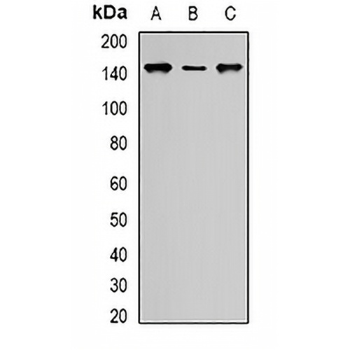 SIN3A Rabbit Polyclonal Antibody
