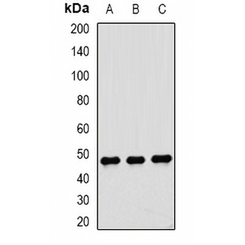 Dysbindin 1 Rabbit Polyclonal Antibody
