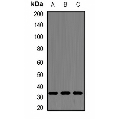 SF2 Rabbit Polyclonal Antibody