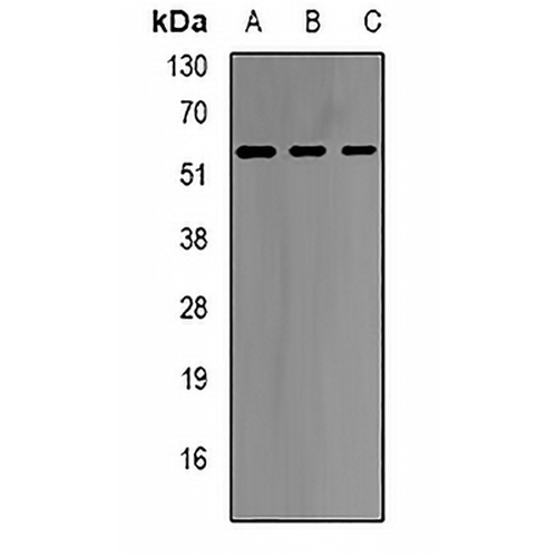GNT1 Rabbit Polyclonal Antibody