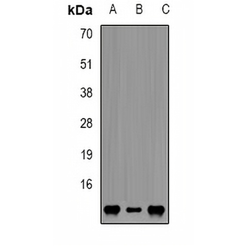 FKBP12 Rabbit Polyclonal Antibody
