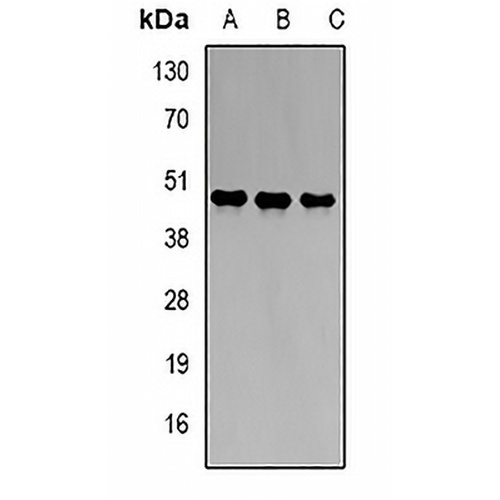 PBGD Rabbit Polyclonal Antibody