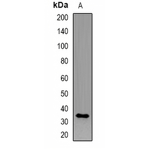 CD158i Rabbit Polyclonal Antibody