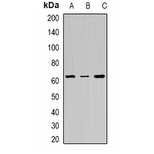 FANCC Rabbit Polyclonal Antibody