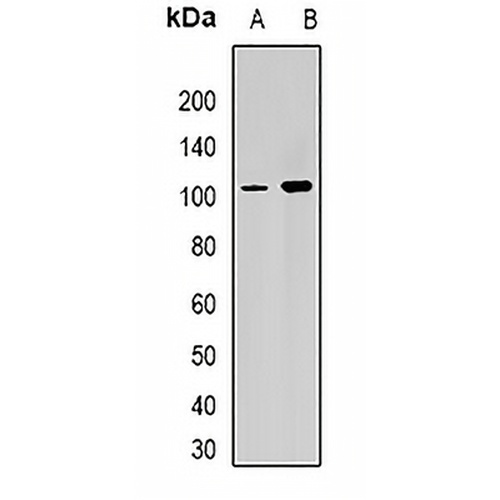 RPGR Rabbit Polyclonal Antibody
