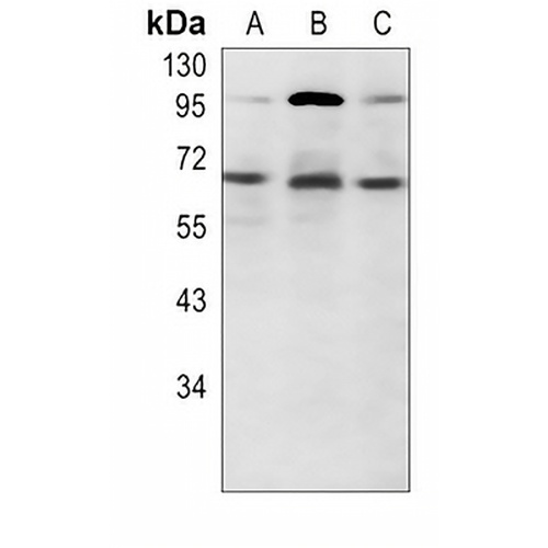 Ikaros Rabbit Polyclonal Antibody