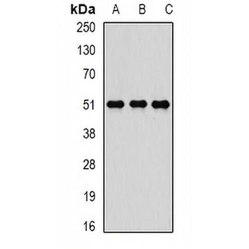 Reptin 52 Rabbit Polyclonal Antibody