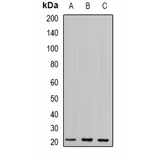 Glyoxalase I Rabbit Polyclonal Antibody