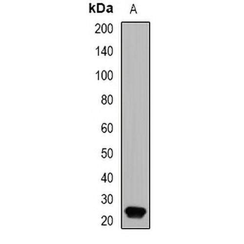 GPx-4 Rabbit Polyclonal Antibody