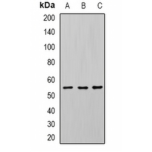 U2AF65 Rabbit Polyclonal Antibody