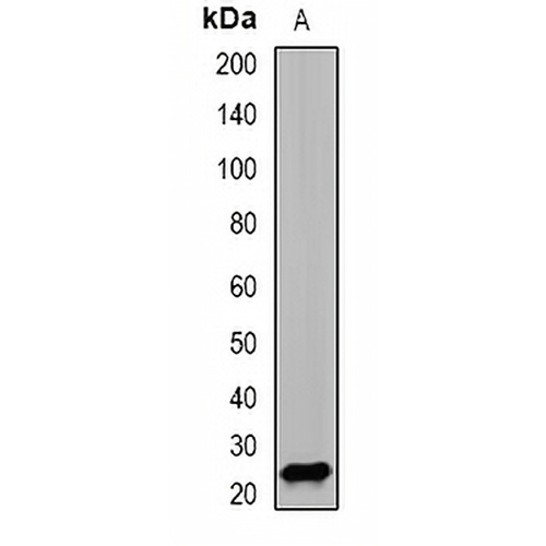 PSMD10 Rabbit Polyclonal Antibody
