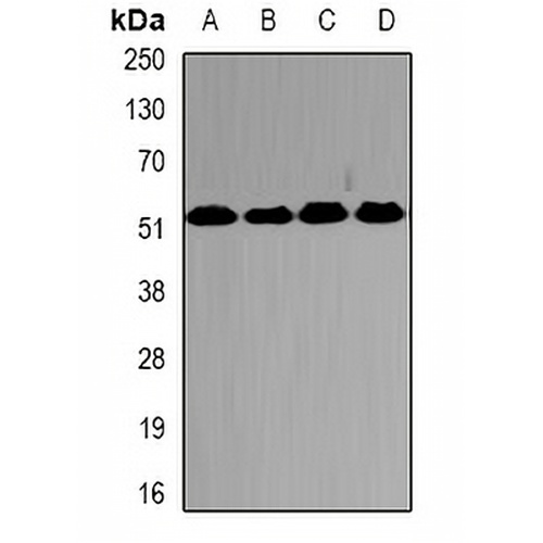 PSMC2 Rabbit Polyclonal Antibody