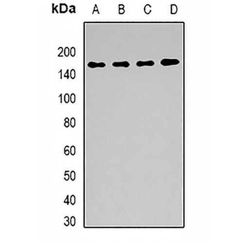 BAG6 Rabbit Polyclonal Antibody
