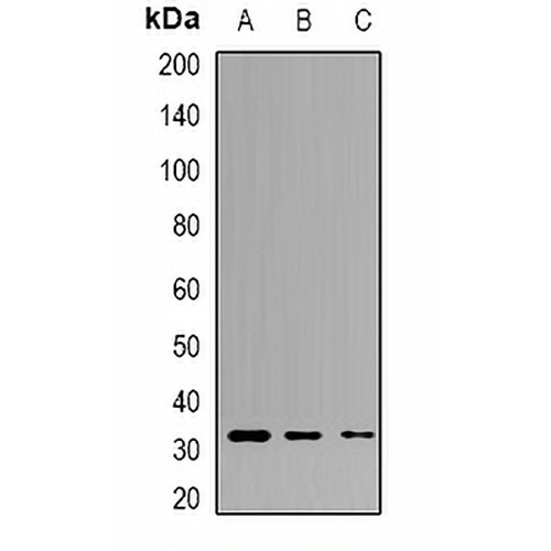 Tryptase alpha/beta Rabbit Polyclonal Antibody