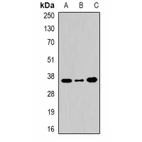 WDR5 Rabbit Polyclonal Antibody