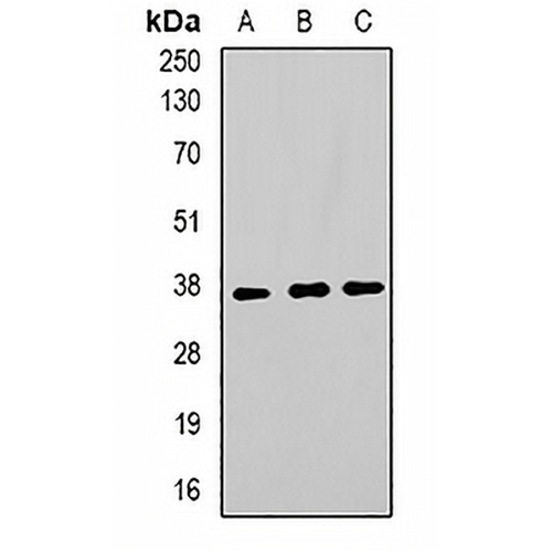 TorsinA Rabbit Polyclonal Antibody