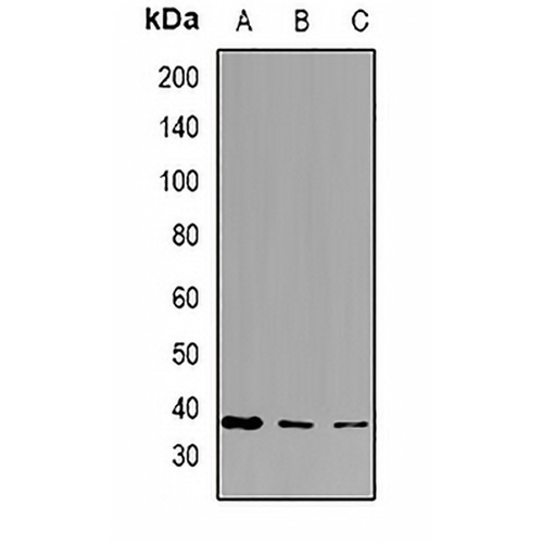 PPA1 Rabbit Polyclonal Antibody