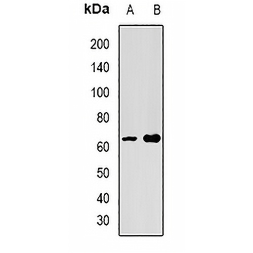 SPAM1 Rabbit Polyclonal Antibody