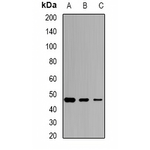 SCCPDH Rabbit Polyclonal Antibody