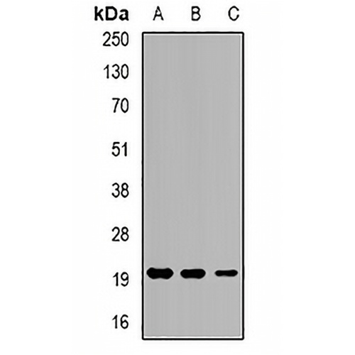 Eppin Rabbit Polyclonal Antibody