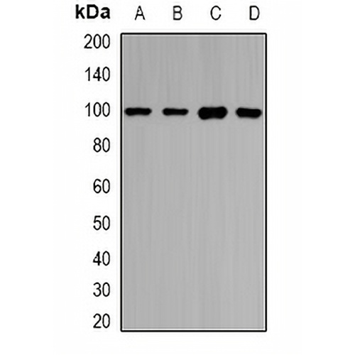 HIWI1 Rabbit Polyclonal Antibody