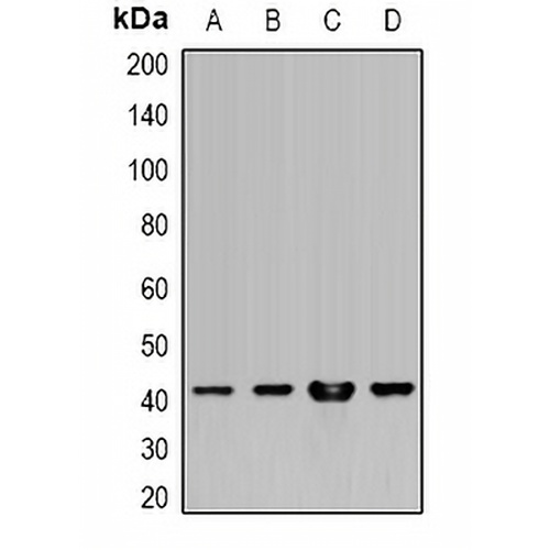 HLA-A Rabbit Polyclonal Antibody