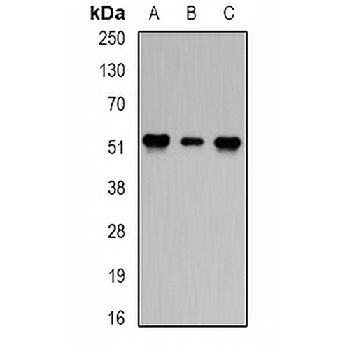 PPP2R2A Rabbit Polyclonal Antibody