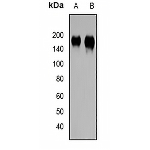 ABCC4 Rabbit Polyclonal Antibody