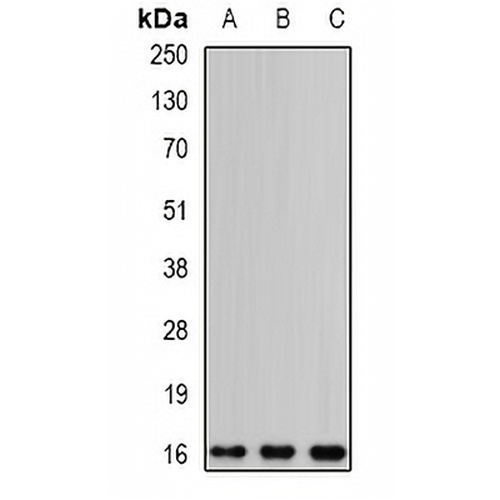 EDF1 Rabbit Polyclonal Antibody