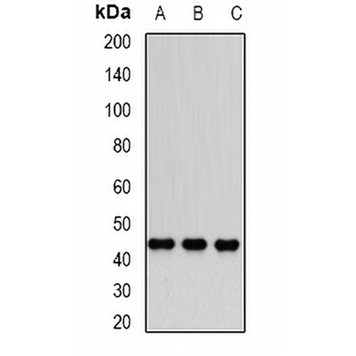 Dnmt3L Rabbit Polyclonal Antibody