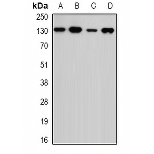 USP7 Rabbit Polyclonal Antibody