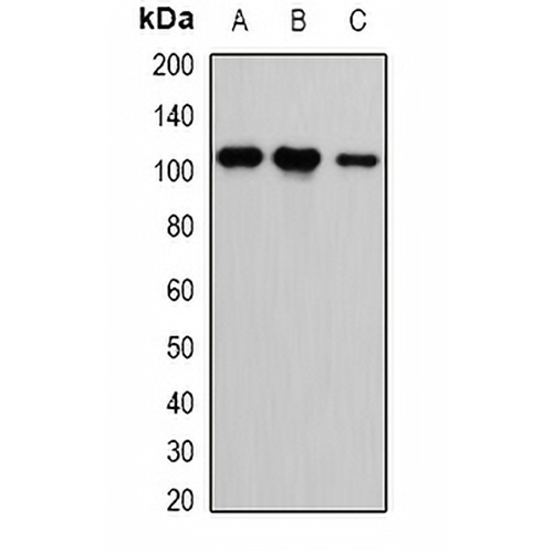 CASK Rabbit Polyclonal Antibody