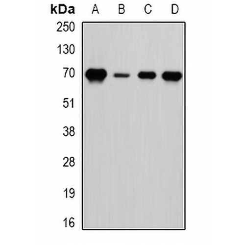 LTA4H Rabbit Polyclonal Antibody