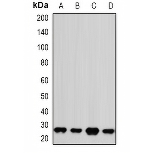 PSMA2 Rabbit Polyclonal Antibody