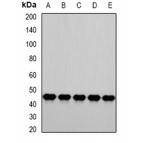 PSMC4 Rabbit Polyclonal Antibody
