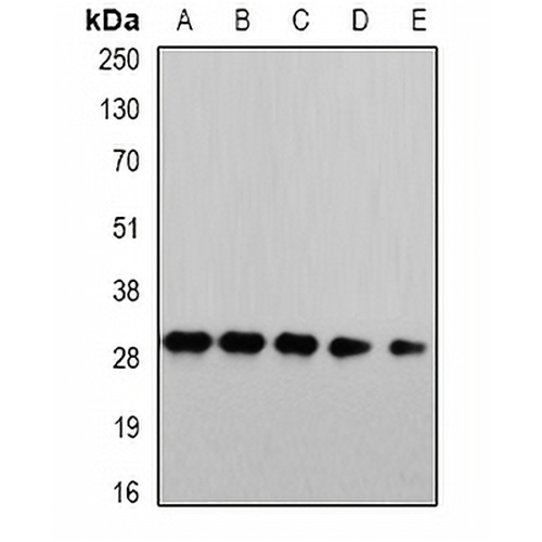 PSMA4 Rabbit Polyclonal Antibody