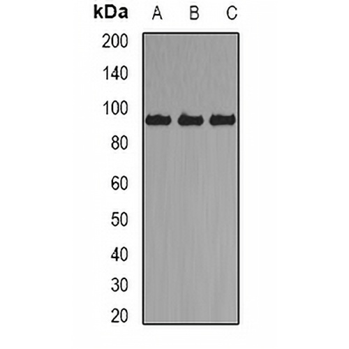 Axin-2 Rabbit Polyclonal Antibody