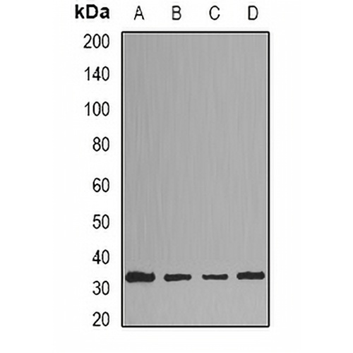 HNMT Rabbit Polyclonal Antibody
