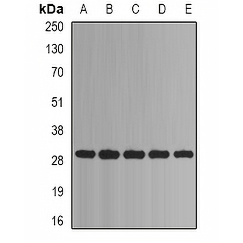 PSMA1 Rabbit Polyclonal Antibody