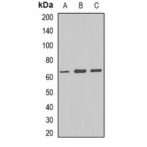 ALDH4A1 Rabbit Polyclonal Antibody