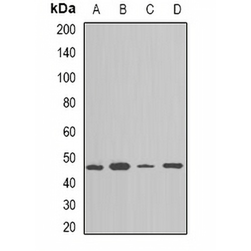 NAP1L1 Rabbit Polyclonal Antibody