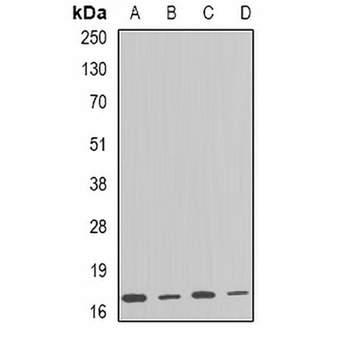 ARF1 Rabbit Polyclonal Antibody
