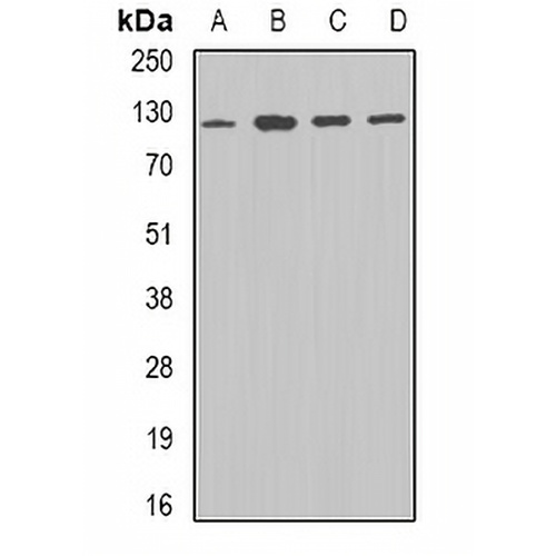 DDB1 Rabbit Polyclonal Antibody
