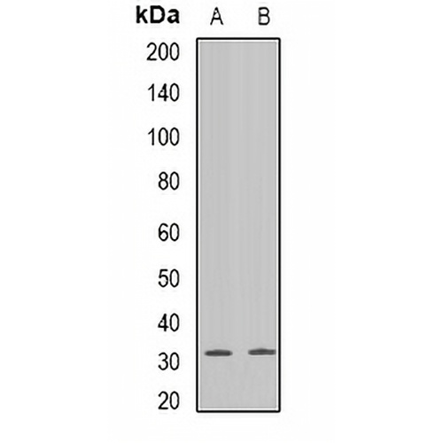 Connexin 31 Rabbit Polyclonal Antibody