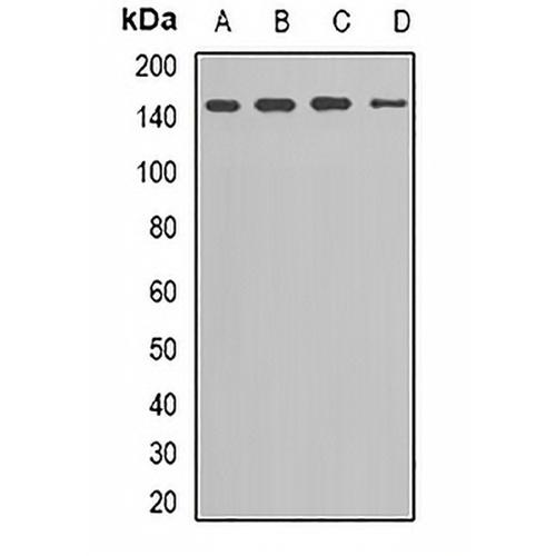 Kv11.1 Rabbit Polyclonal Antibody