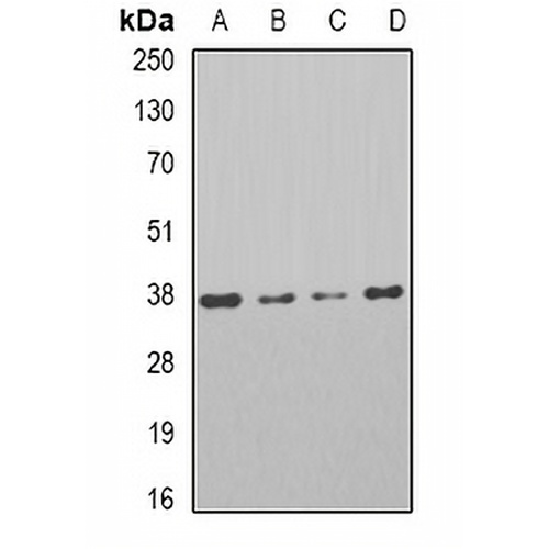 PAR6A Rabbit Polyclonal Antibody