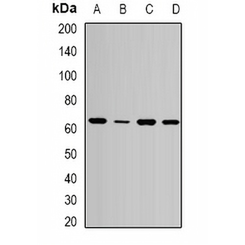 SPE39 Rabbit Polyclonal Antibody