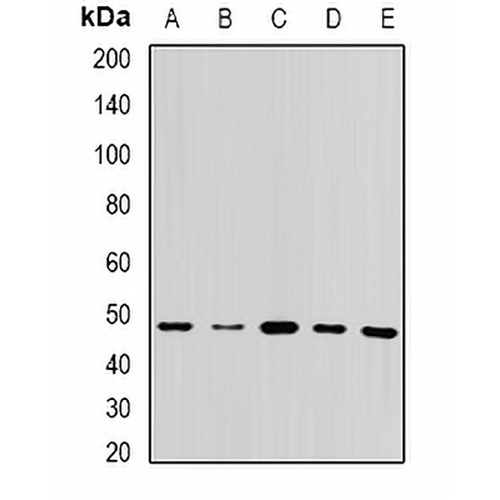 UQCRC2 Rabbit Polyclonal Antibody