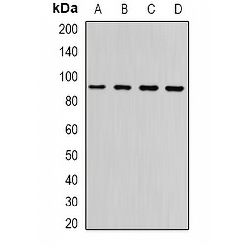 Neuroligin Y Rabbit Polyclonal Antibody
